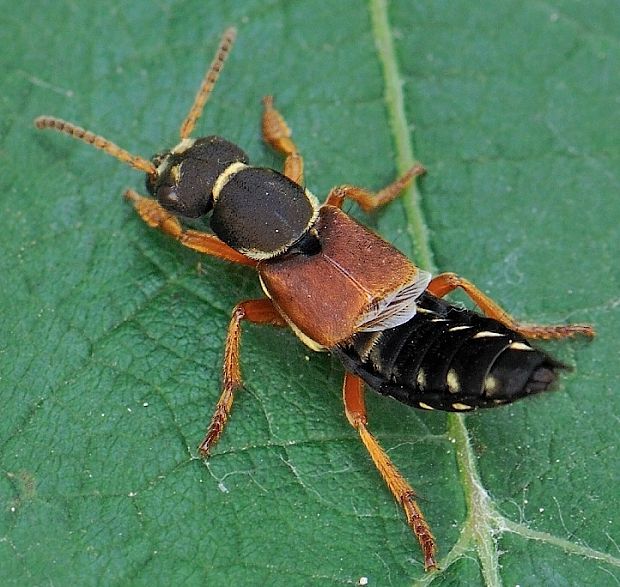 drobčík Staphylinus caesareus