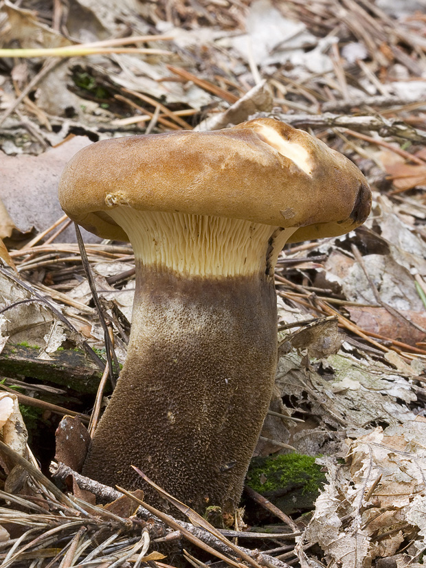 čechračka tmavohlúbiková Tapinella atrotomentosa (Batsch) Šutara