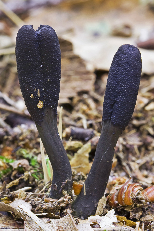 žezlovka srnková Tolypocladium ophioglossoides (J.F. Gmel.) Quandt, Kepler & Spatafora