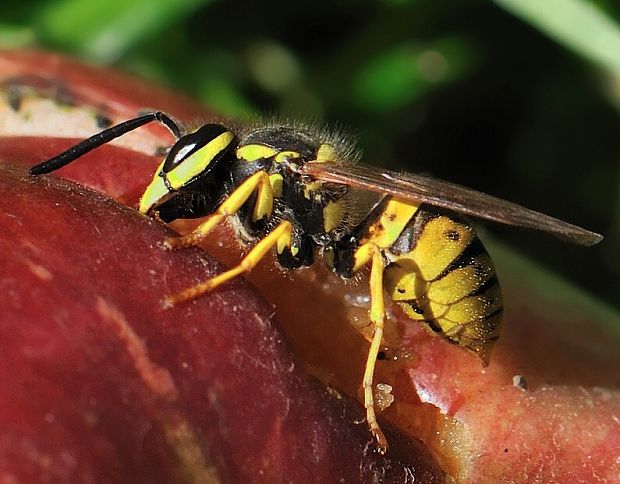 osa útočná Vespula germanica