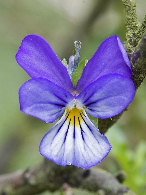 fialka trojfarebná pestrá Viola saxatilis subsp. polychroma (A. Kern.) Kirschner et Skalický