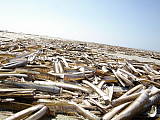 razor shell