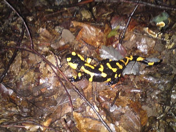 salamandra skvrnita