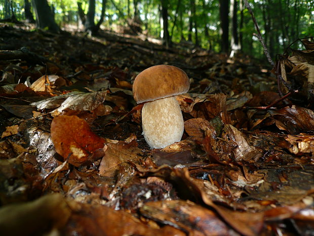 hríb dubový Boletus reticulatus Schaeff.