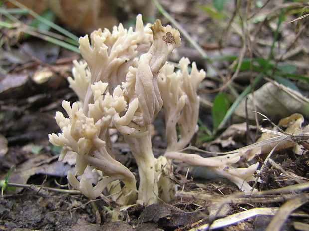 konárovka hrebenitá Clavulina coralloides (L.) J. Schröt.