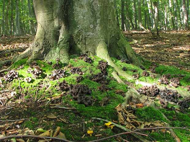 biotop lievik trúbkovitý  Craterellus cornucopioides (L.ex Fr.) Pers.