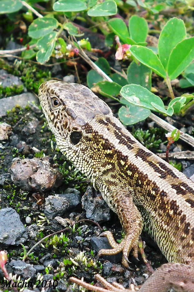 jašterica kratkohlavá Lcerta agilis