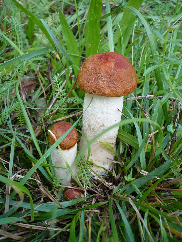 kozák osikový Leccinum albostipitatum den Bakker & Noordel.