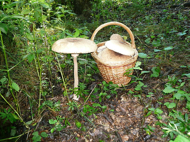 bedľa vysoká Macrolepiota procera (Scop.) Singer