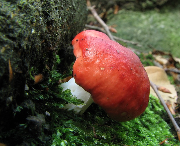 plávka Russula sp.