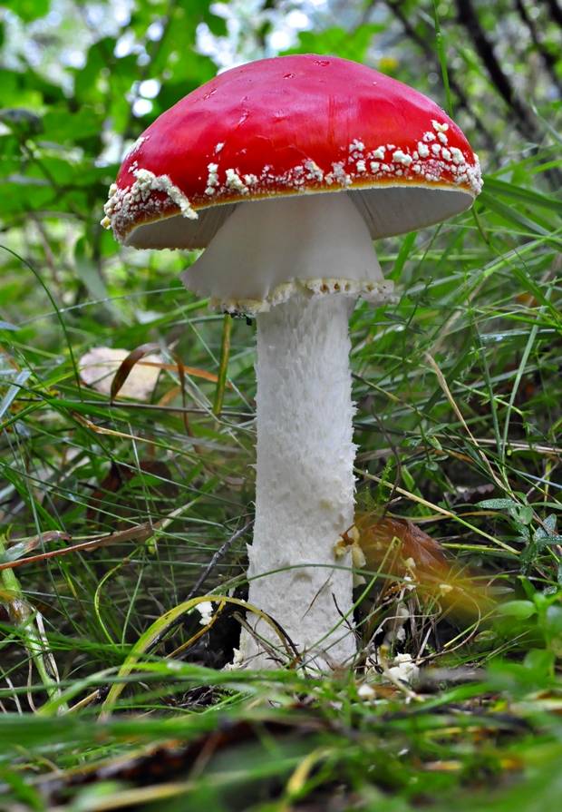 muchotrávka červená holá Amanita muscaria var. aureola (Kalchbr.) Quél.