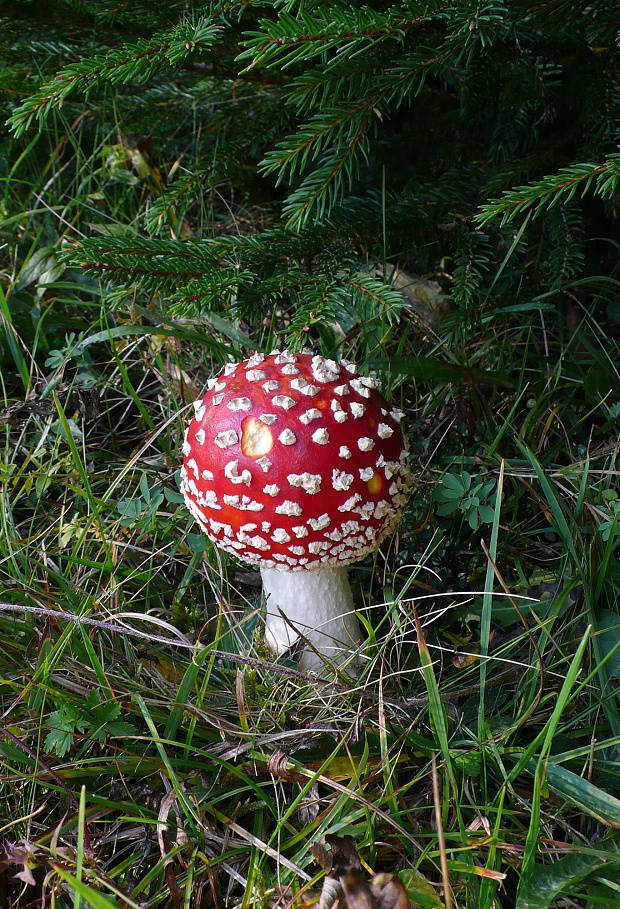 muchotrávka červená Amanita muscaria (L.) Lam.