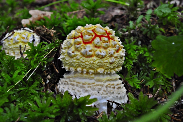 muchotrávka červená Amanita muscaria (L.) Lam.