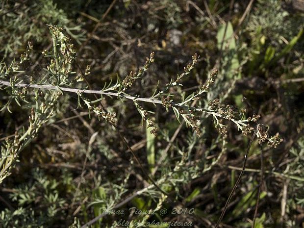 palina slanomilná rozložitá Artemisia santonicum subsp. patens (Neilr.) K. M. Perss.