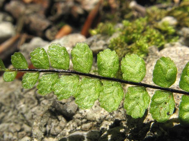 slezinník červený Asplenium trichomanes L. emend. Huds.