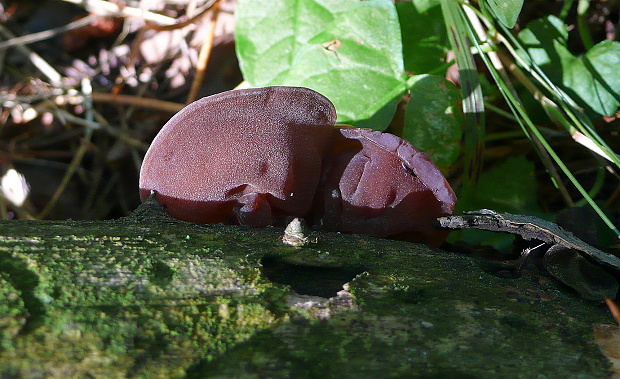 uchovec bazový Auricularia auricula-judae (Bull.) Quél.