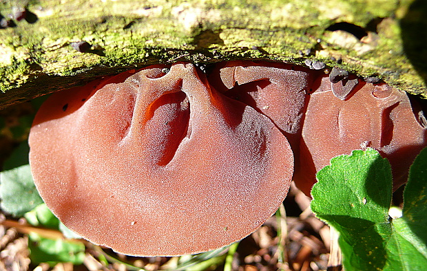 uchovec bazový Auricularia auricula-judae (Bull.) Quél.