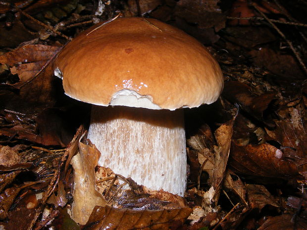 hríb smrekový Boletus edulis Bull.