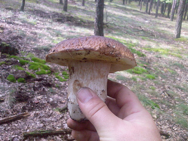 hríb dubový Boletus reticulatus Schaeff.