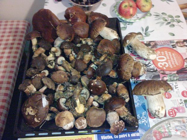 hríb dubový   Boletus reticulatus Schaeff.