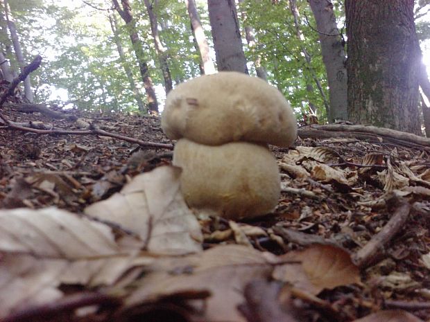 hríb dubový Boletus reticulatus Schaeff.