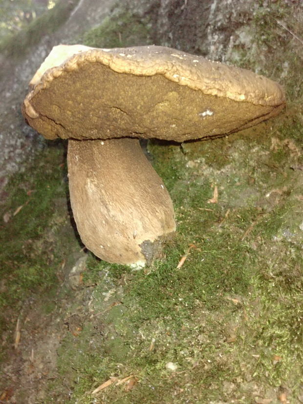 hríb dubový Boletus reticulatus Schaeff.