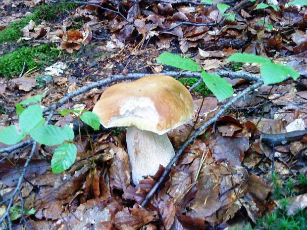 hríb dubový Boletus reticulatus Schaeff.