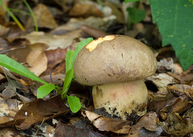 hríb striebristý Butyriboletus fechtneri (Velen.) D. Arora & J.L. Frank