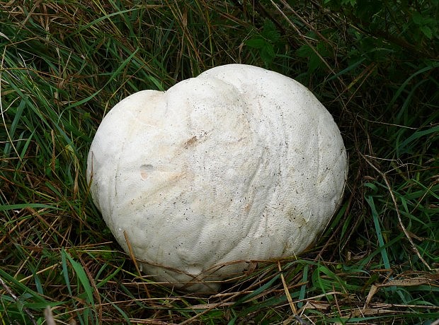 vatovec obrovský Calvatia gigantea (Batsch) Lloyd