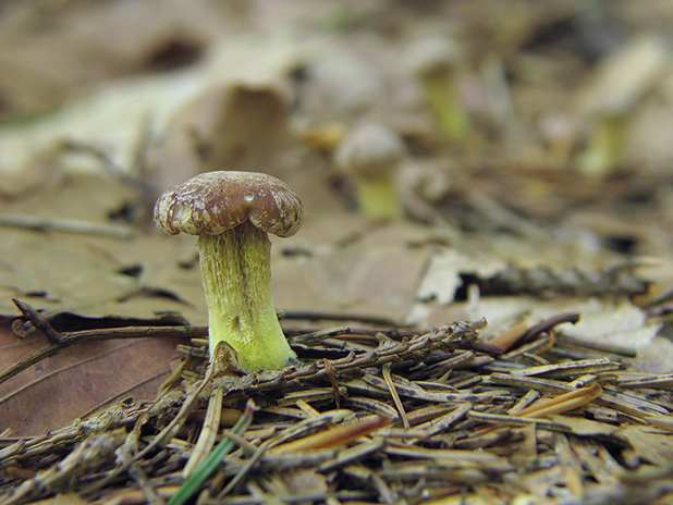 kuriatko jedlé ametystové Cantharellus amethysteus (Quél.) Sacc.