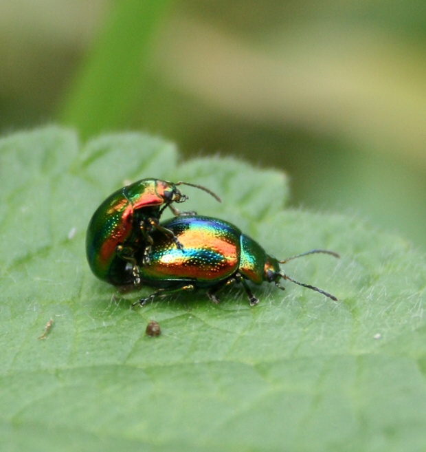 lískavka duhová Chrysolina fastuosa