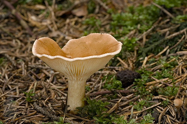 strmuľka lievikovitá Clitocybe gibba (Pers.) P. Kumm.