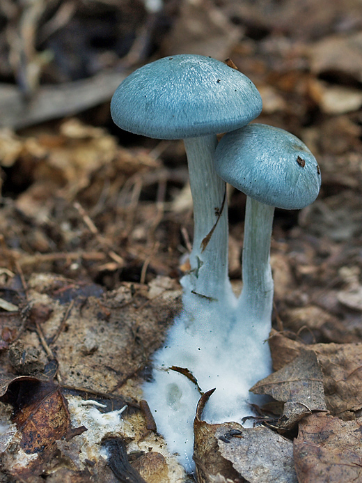 strmuľka anízová Clitocybe odora (Bull.) P. Kumm.