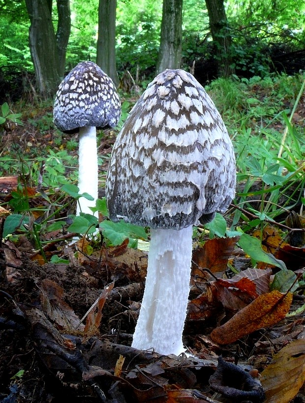 hnojník strakatý Coprinopsis picacea (Bull.) Redhead, Vilgalys & Moncalvo