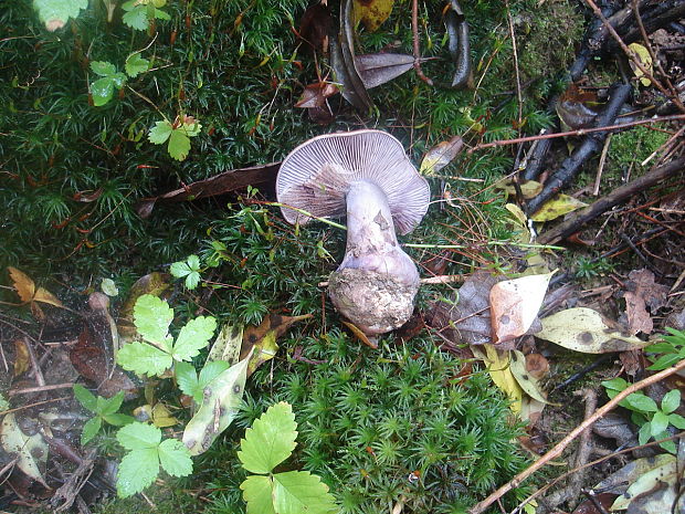 pavučinovec Cortinarius sp.