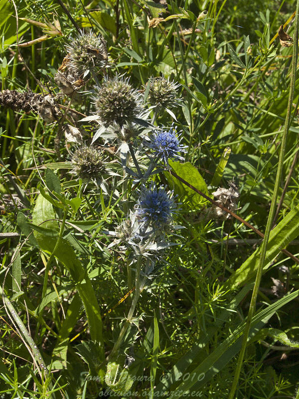 kotúč modrastý Eryngium planum L.