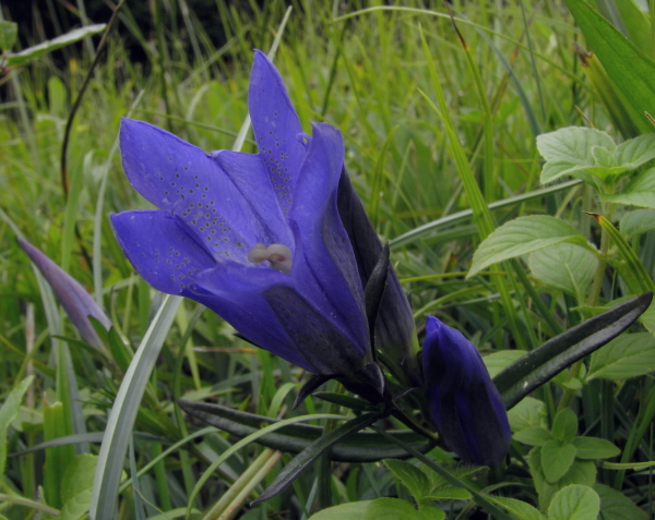 horec plúcny Gentiana pneumonanthe L.