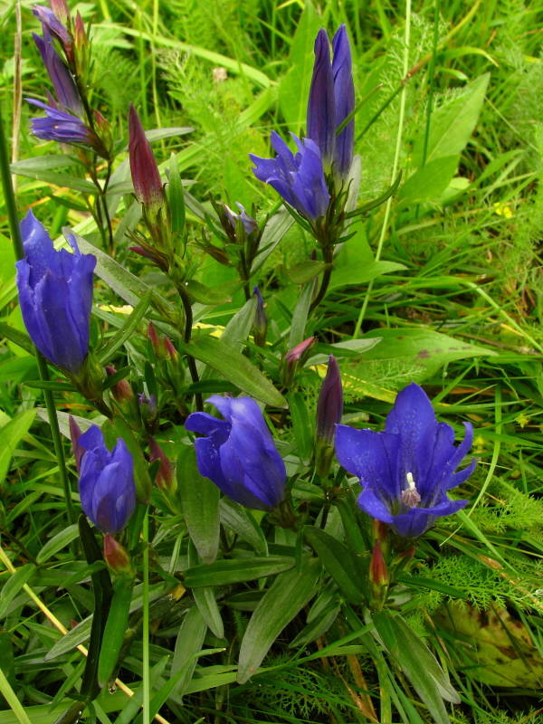 horec plúcny Gentiana pneumonanthe L.