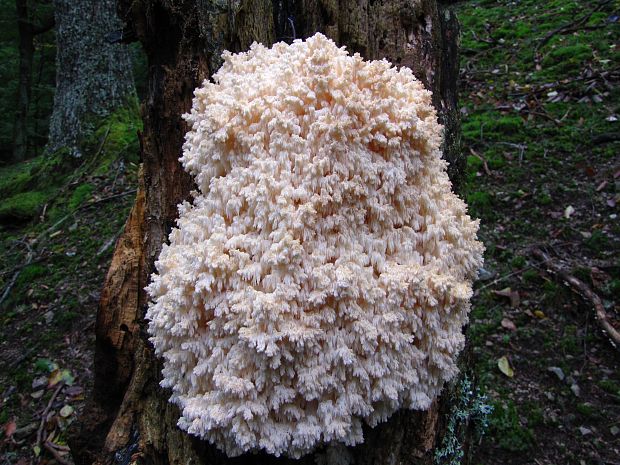 koralovec bukový Hericium coralloides (Scop.) Pers.