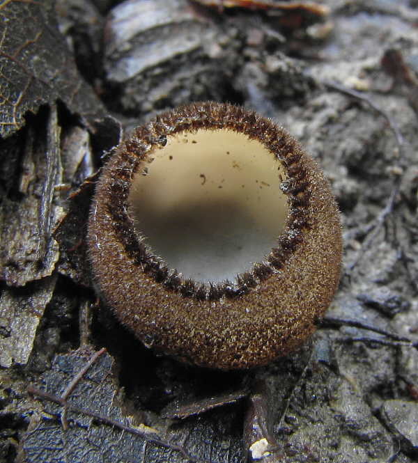 humária polguľovitá Humaria hemisphaerica (F.H. Wigg.) Fuckel