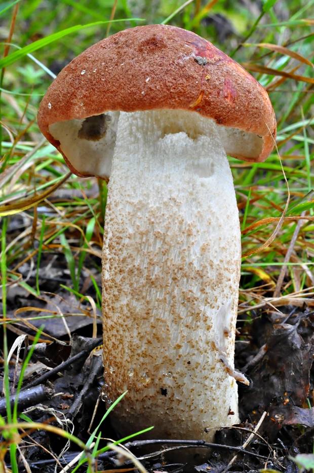 kozák dubový Leccinum aurantiacum (Bull.) Gray