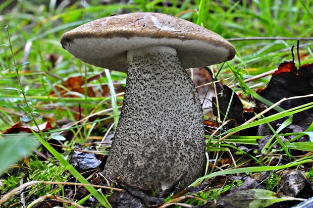 kozák brezový Leccinum scabrum (Bull.) Gray