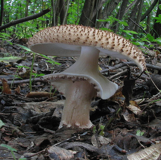 bedlička Lepiota sp.