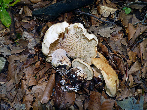 běločechratka trojbarvá Leucopaxillus tricolor (Peck) Kühner