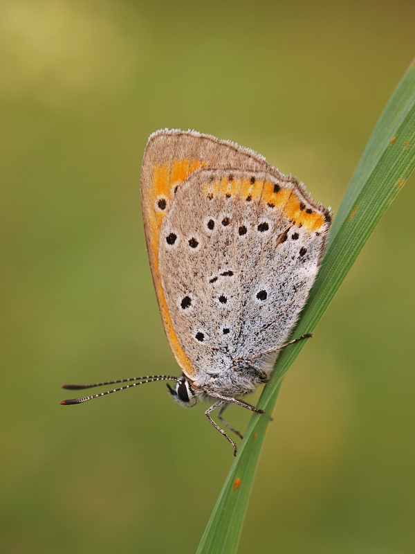 ohniváčik veľký Lycaena dispar