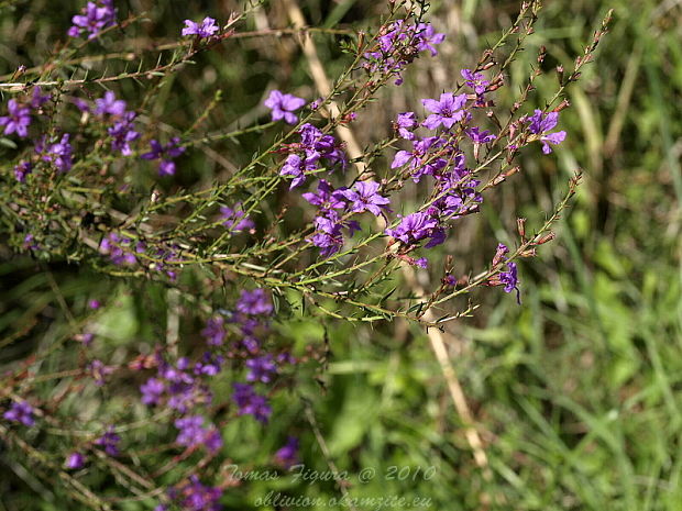 vrbica prútnatá Lythrum virgatum L.