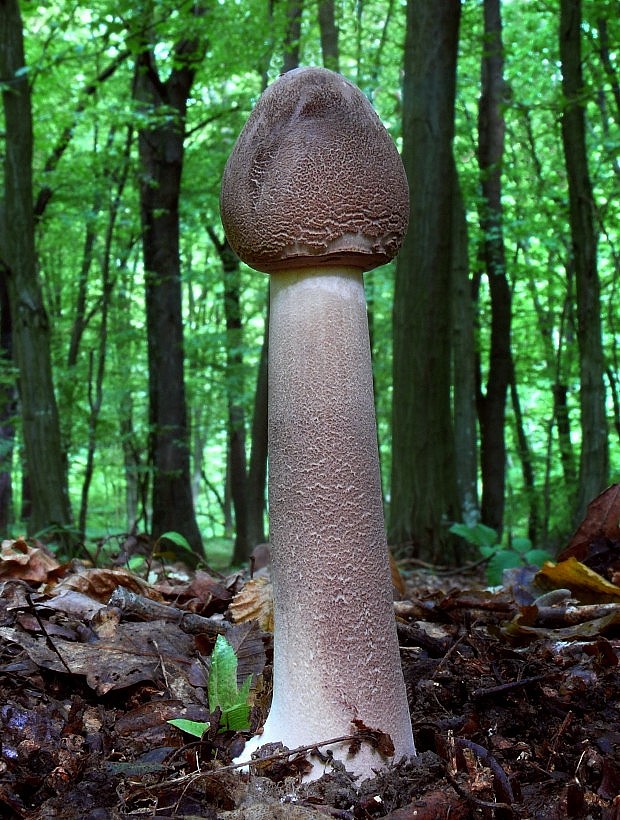 bedľa vysoká Macrolepiota procera (Scop.) Singer