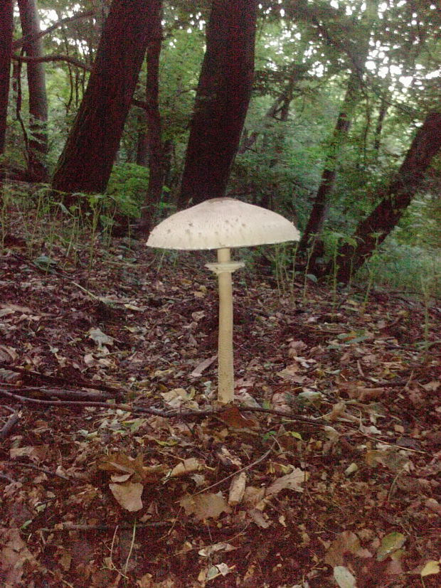 bedľa vysoká Macrolepiota procera (Scop.) Singer