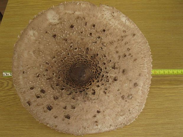 bedľa vysoká Macrolepiota procera (Scop.) Singer