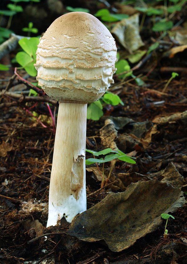 bedľa Macrolepiota sp.